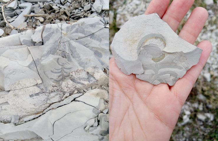 Жители Новороссийска нашли на Маркотхском хребте окаменелости со дна древнего океана Тетис