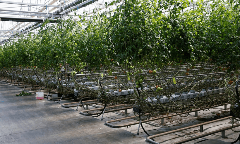 Около 34 млн рублей выделят в 2023 году на поддержку тепличного овощеводства на Кубани