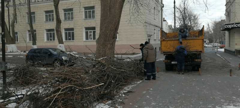 Жителям Новороссийска разрешили забрать на дрова поваленные в норд-ост деревья