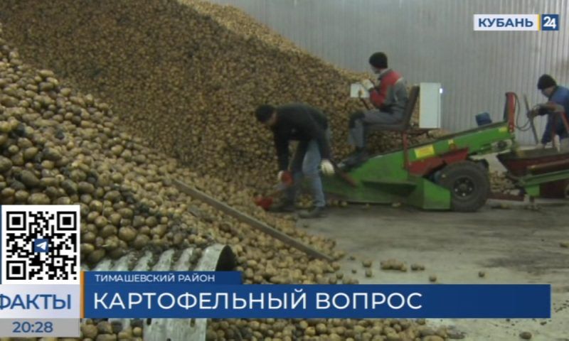 Спасти отечественное семеноводство: почему картофель на Кубани выращивают из импортного сырья?