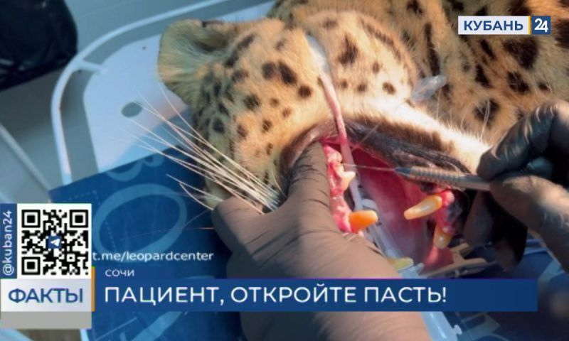 На прием к стоматологу: в сочинском Центре восстановления леопарда животные прошли санацию
