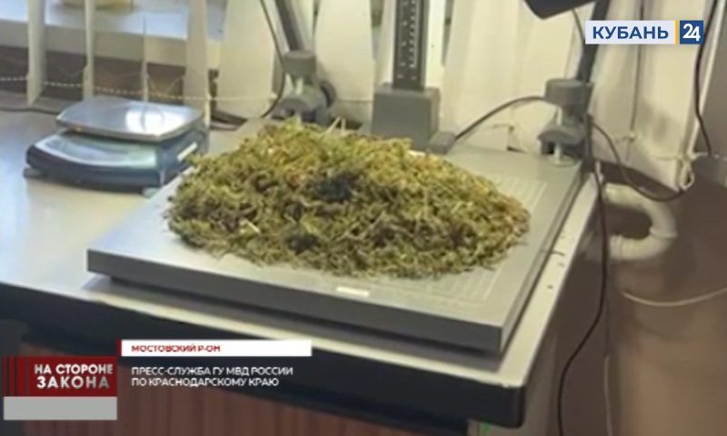 Кубанцу грозит до 10 лет колонии за хранение более килограмма марихуаны