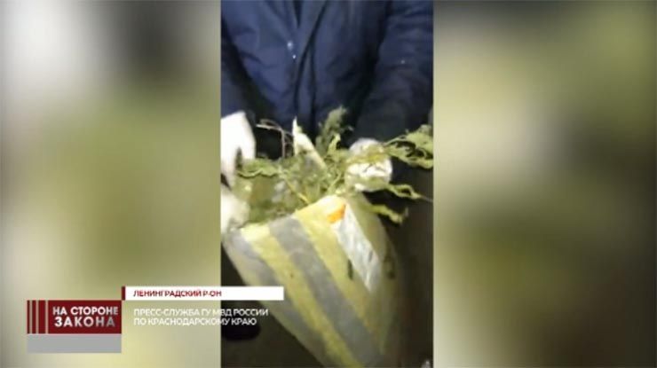Полиция изъяла марихуану и 1,5 кг дикой конопли у жителя Ленинградского района