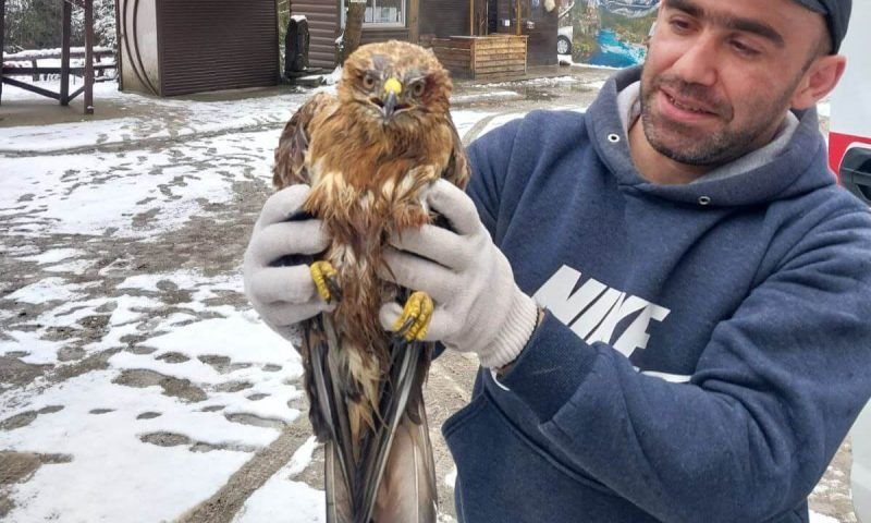 Дорожный рабочий спас раненую хищную птицу в Сочи