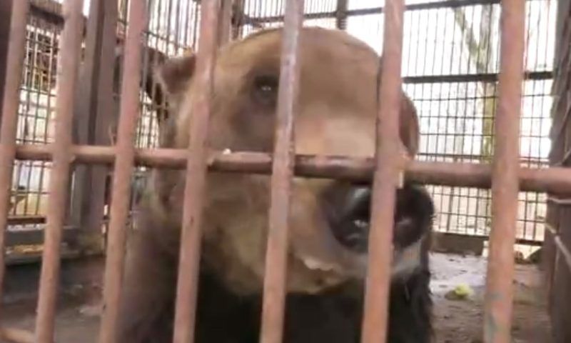 Медведя из разоренного сафари-парка 9 февраля перевезут на базу Сочинского географического общества