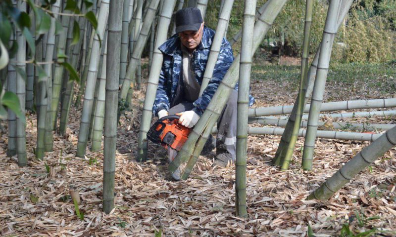 Единственную в России плантацию японского бамбука вырубают в нацпарке Сочи