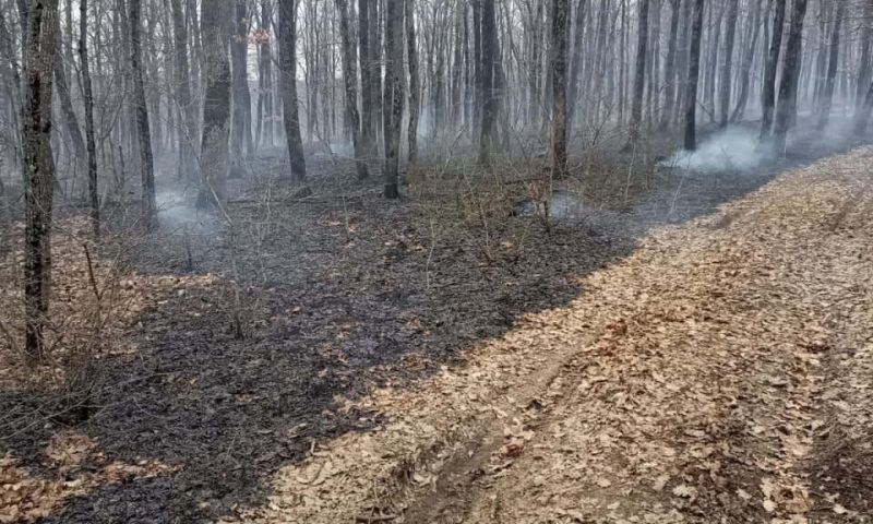 В Северском районе загорелся лес вблизи станицы Азовской