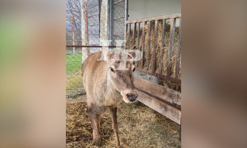 В зоопарке Новороссийска любимец публики олень Паша опять остался без рогов