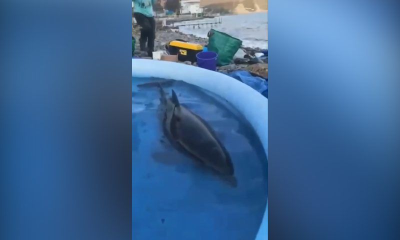 Беременная самка дельфина выбросилась на берег под Новороссийском. Мать и детеныш погибли