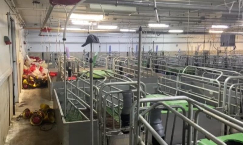 Свиноводческий комплекс в Ейском районе готовится к работе после эпидемии АЧС