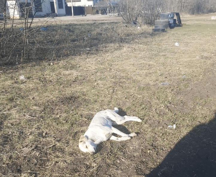 Жители Краснодара сообщили о массовой травле собак в районе Ростовского шоссе