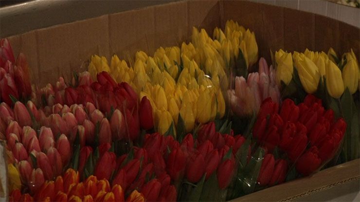 Букетная лихорадка: на цветочных рынках Краснодара работает импортозамещение к 8 марта