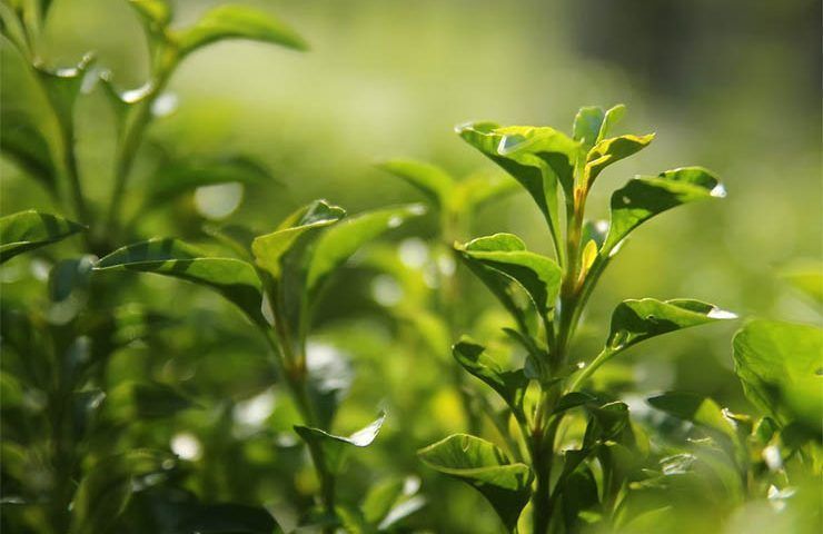 Земли изъять: Краснодарский краевой суд признал законным изъятие чайных плантаций в Сочи в пользу РФ