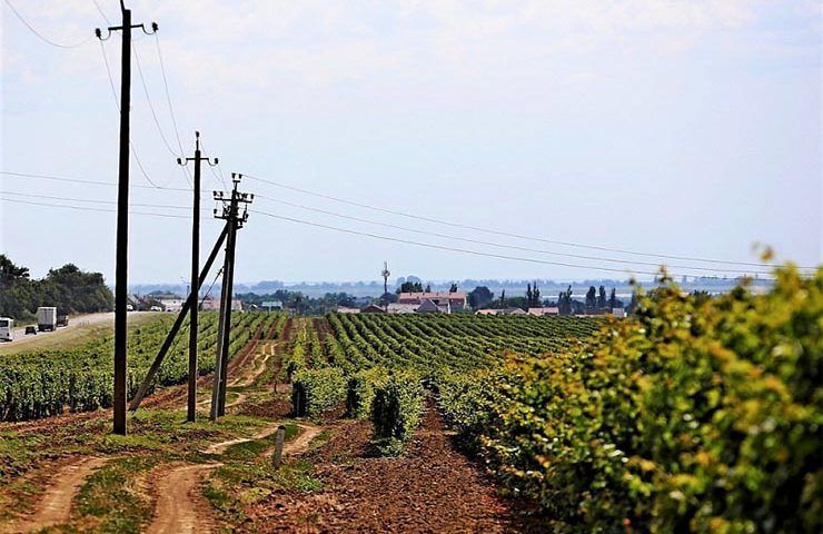 Всероссийский День поля для виноградарей впервые проведут в Краснодарском крае