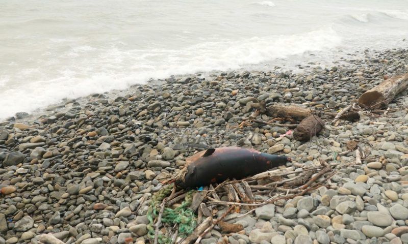 Мертвых дельфинов снова находят на пляжах жители Черноморского побережья