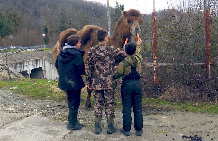 Сбежавшую из сочинского сафари-парка верблюдицу Зухру нашли. «Факты»