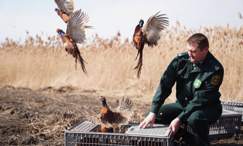 В 2023 году в Краснодарском крае в естественную среду обитания выпустят 5,4 тыс. фазанов