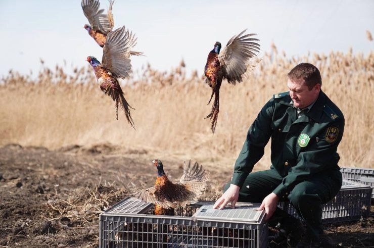 В 2023 году в Краснодарском крае в естественную среду обитания выпустят 5,4 тыс. фазанов