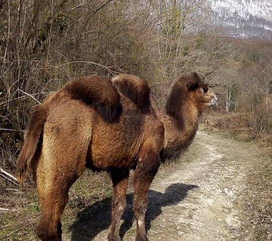 Географы просят туристов помочь найти верблюда в горах Красной Поляны