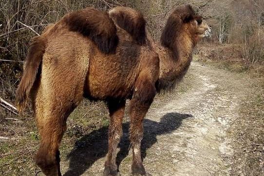 Географы просят туристов помочь найти верблюда в горах Красной Поляны