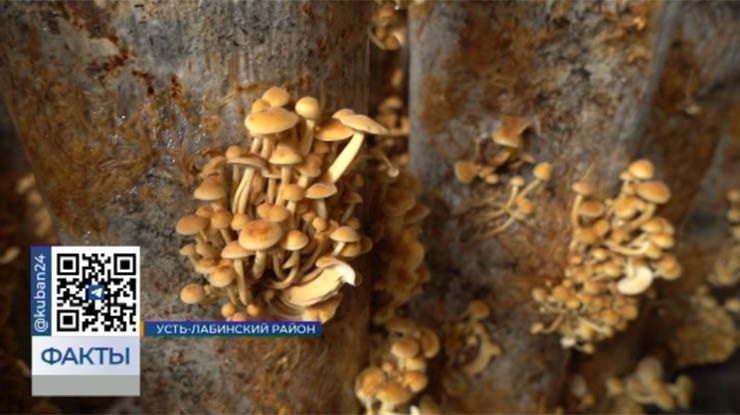 Краснодарский край за последние 5 лет увеличил производство грибов до 20 тыс. тонн