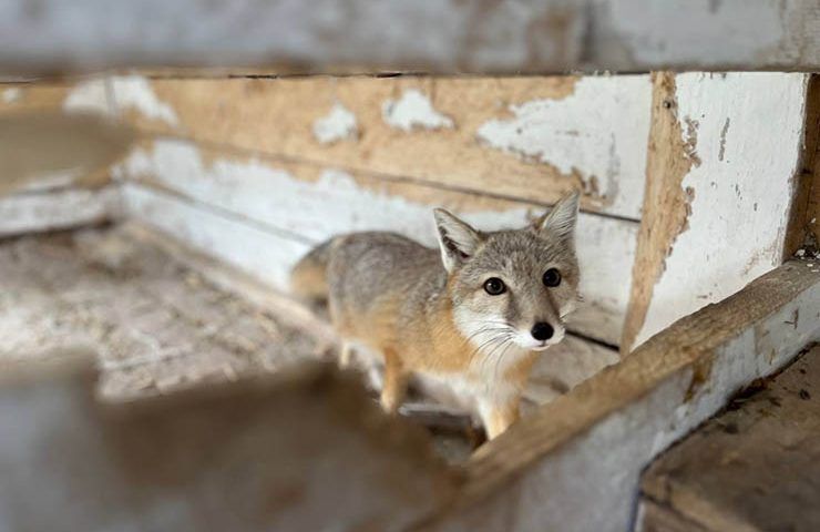 На ферме РГО в Сочи родились 8 щенков краснокнижной степной лисы