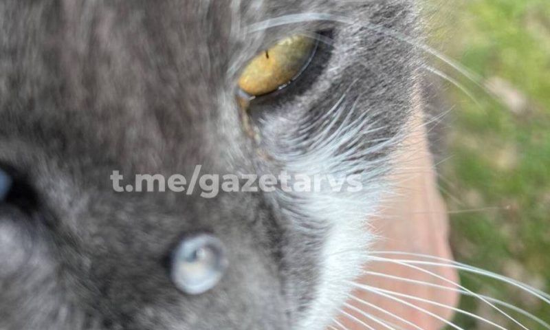 В Динском районе неизвестный выстрелил на улице в кошку