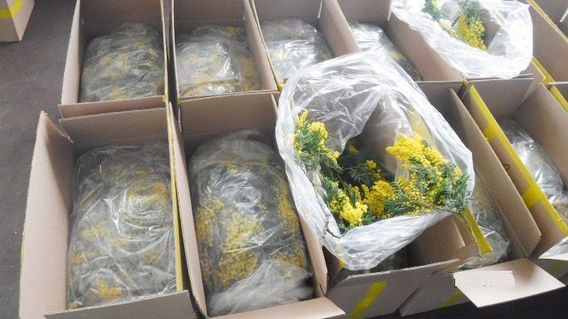 Более 200 тонн мимозы ввезли в Россию в преддверии 8 Марта