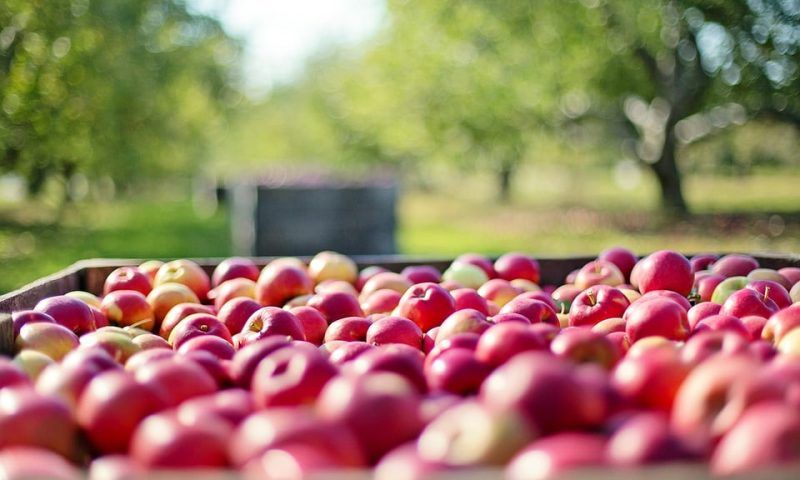 В Краснодарском крае предложили ограничить импорт яблок в Россию