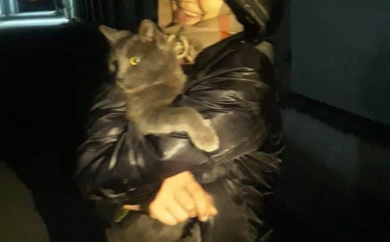 В Новороссийске спасатели бензорезом выпилили решетку ливневки, чтобы достать кошку