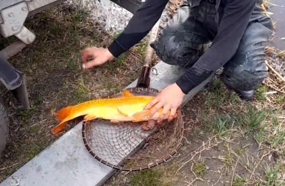 В Гулькевичском районе пообещали ящик шампанского тому, кто поймает «золотую рыбку»