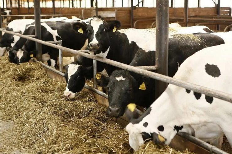 Кондратьев: к 2030 году Краснодарский край будет производить 2,1 млн тонн молока в год