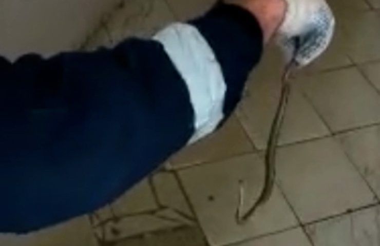 В Апшеронске спасатели поймали в туалете гадюку