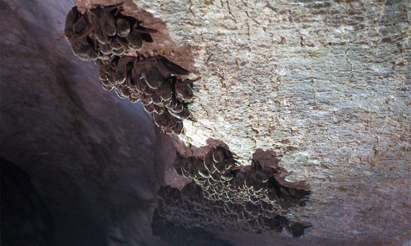 Ученые нашли колонию краснокнижных летучих мышей в пещерах Псебая Краснодарского края