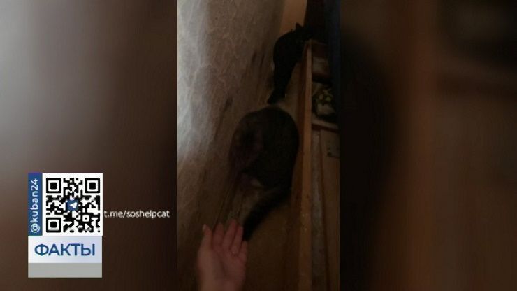 Волонтеры в Беларуси изъяли у девушки двух котов, над которыми она издевалась на камеру