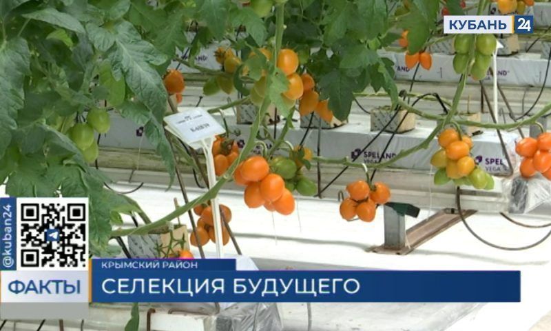 Уникальные технологии показали на дне открытых дверей в семеноводческом центре «Гавриш» в Крымске