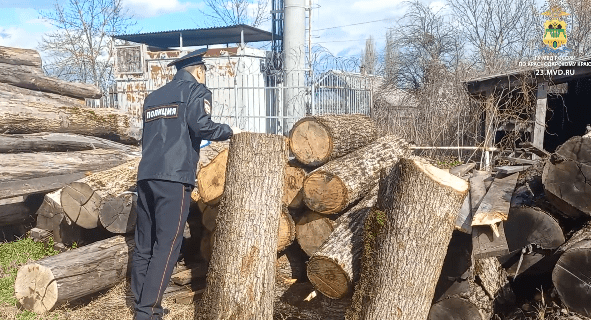 Спилившего на дрова дубы на 2 млн рублей «черного лесоруба» задержали в Краснодарском крае