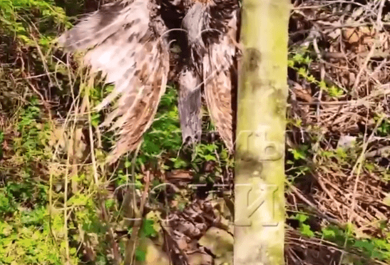 В Сочи полиция ищет живодеров, подвесивших хищную птицу на дереве в лесу