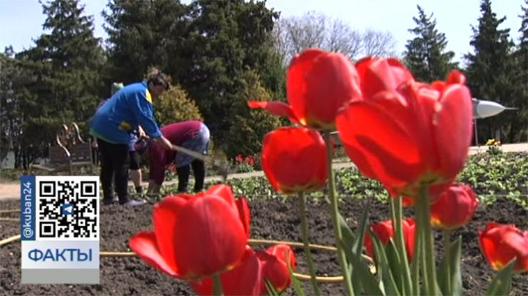Более 350 тыс. цветов высадят на клумбах Краснодара
