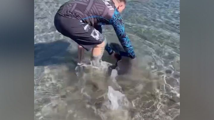 Дельфиненку помогли выбраться с мелководья в Анапе