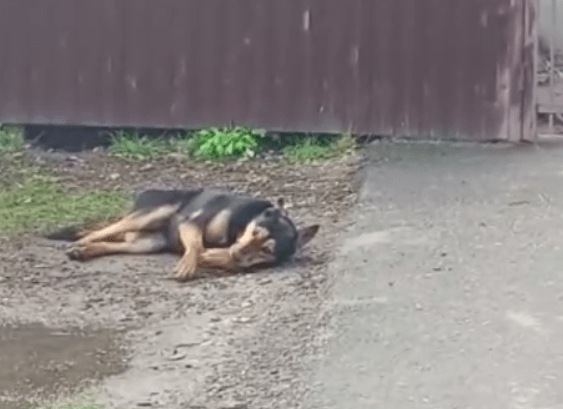 В Краснодаре неизвестные отравили трех собак во дворе школы