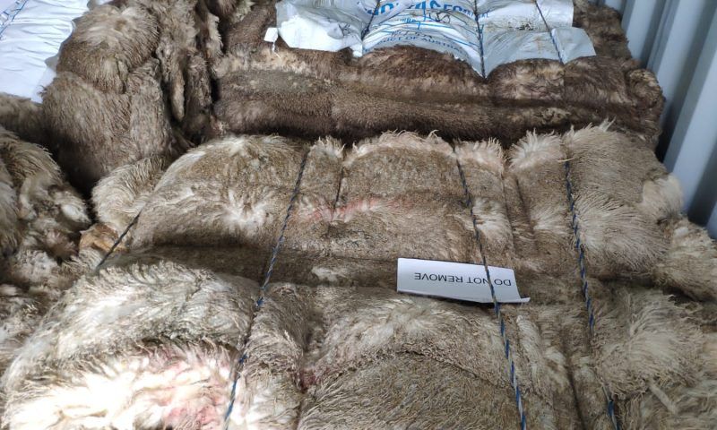 Более 11 тыс. овечьих шкур вернули из Новороссийска в Австралию из-за несоответствия документов