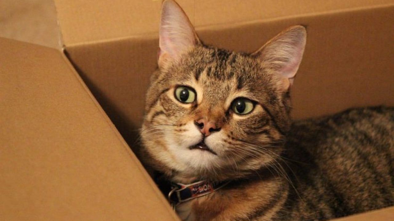 почему кошки любят коробки и пакеты