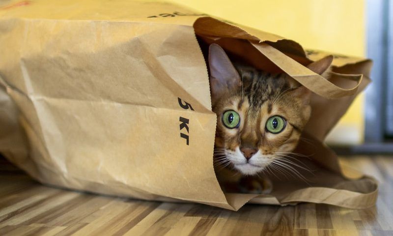 Почему кошка любит коробки, пакеты и хозяйский стакан с водой - 3 апреля,  2023 Статьи «Кубань 24»