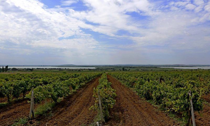 К весенней закладке новых виноградников приступили в Краснодарском крае