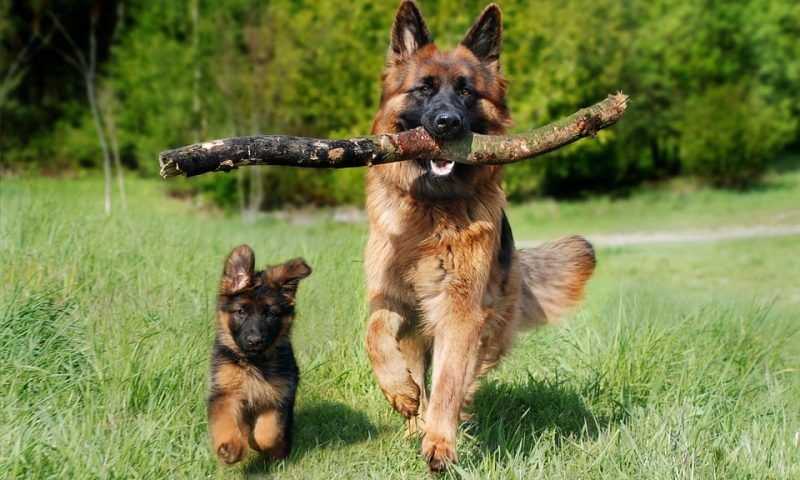 Майоркская овчарка: идеальная собака для охраны и спорта [Собаки Dogs]