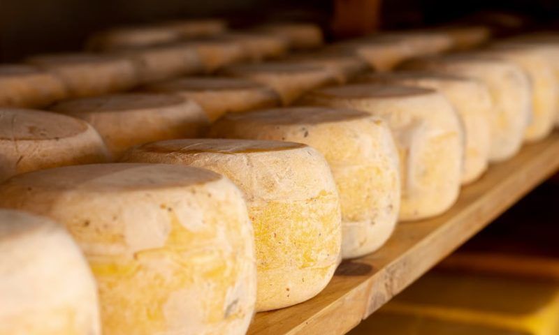 С начала года в Краснодарском крае произвели 5.3 тыс. тонн сыра