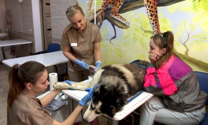 Мы с тобой одной крови: в ветеринарной клинике создадут базу крови для лечения собак в Краснодаре