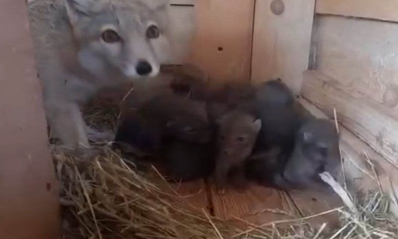 У детенышей краснокнижной степной лисы открылись глазки на ферме РГО в Сочи