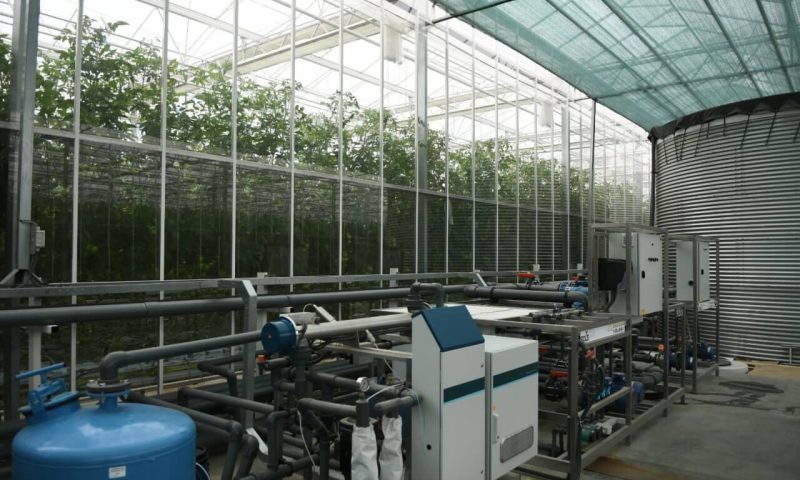 В индустриальном парке «Краснодар» будут выращивать петрушку, щавель и мяту